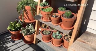 Ideas para crear un jardín de suculentas en tu terraza